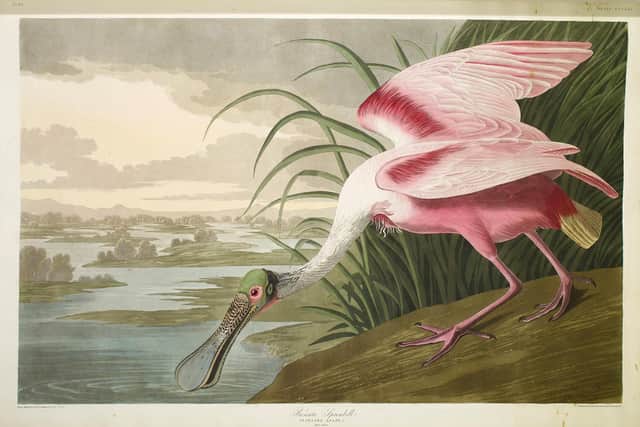 A plate from Audubon's Birds of America, with an exhibition of the ornithologist's work to open at National Museum of Scotland next month. PIC: Creative Commons.