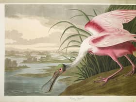 A plate from Audubon's Birds of America, with an exhibition of the ornithologist's work to open at National Museum of Scotland next month. PIC: Creative Commons.