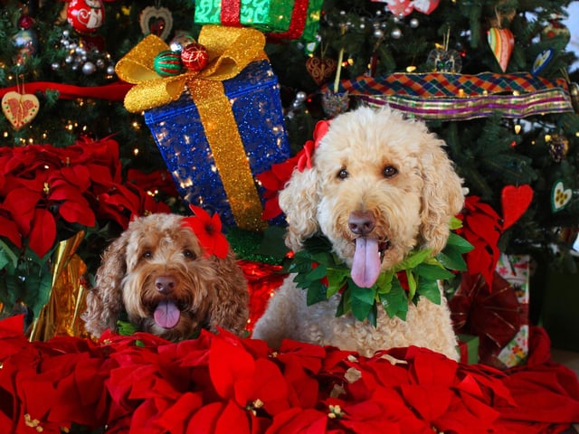 Holly, poinsettias and mistletoe are common plants to find in and around homes over the festive period, but all can be toxic to dogs. Keep them up high, and make sure you pick up any dropped holly or mistletoe berries.