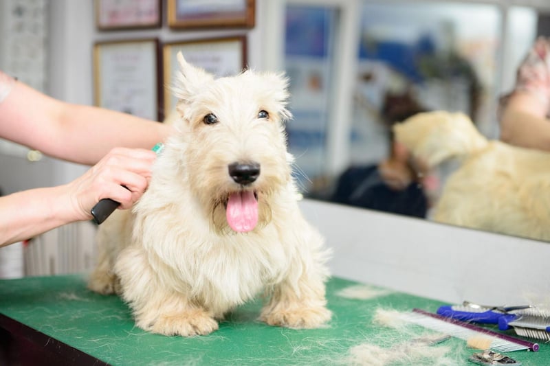 It's said that the Laird of Poltalloch decided on the importance of having a white hunting dog after he mistakenly shot one of his Cairn Terriers, confusing it with a rabbit.