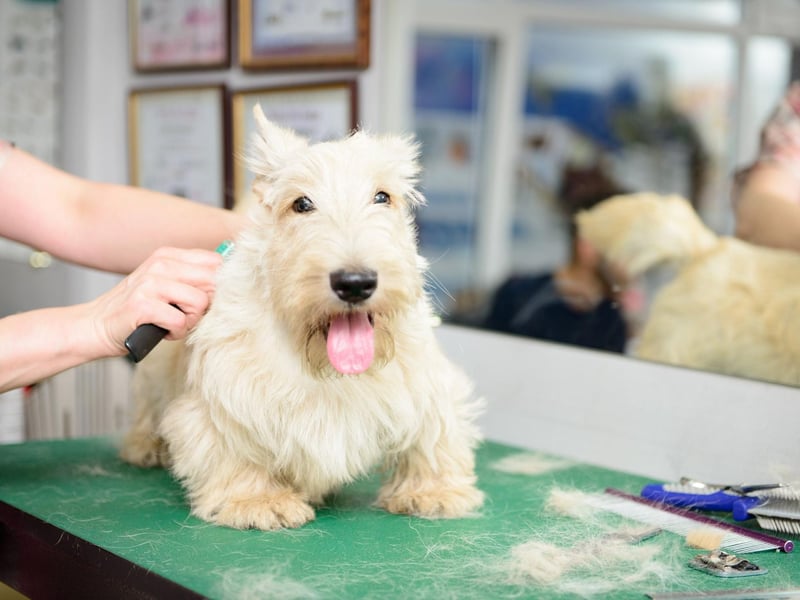It's said that the Laird of Poltalloch decided on the importance of having a white hunting dog after he mistakenly shot one of his Cairn Terriers, confusing it with a rabbit.