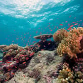 The world's oceans already soak up around a quarter of carbon dioxide in the atmosphere, but this absorption causes acidification that harms marine life such as corals and shellfish