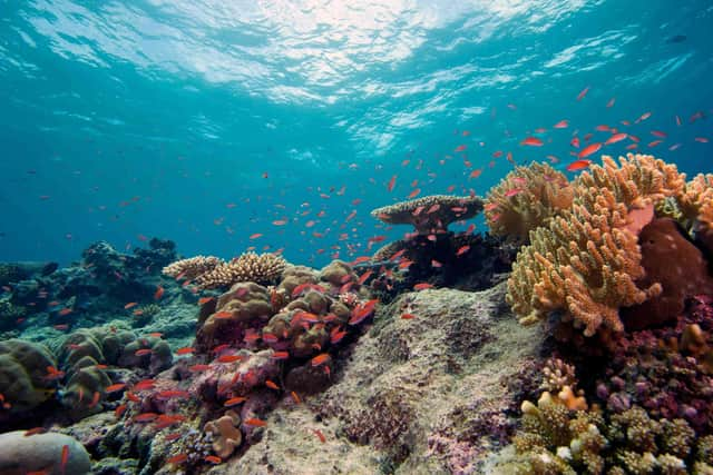 The world's oceans already soak up around a quarter of carbon dioxide in the atmosphere, but this absorption causes acidification that harms marine life such as corals and shellfish