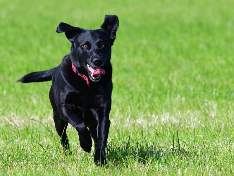 It's no wonder that Labrador Retrievers are such great swimmers - they have webbed feet perfect for powering them through the water. They are also handy in cold climates as they act as snowshoes, stopping the dog's feet from sinking into the snow.