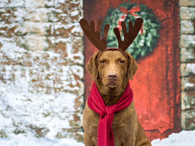 While the mistletoe leaves are mostly harmless to dogs, there are certain parts of the plant, such as the berries, that contain harmful toxins which will result in sickness if ingested. Consider only keeping your mistletoe up as a temporary feature - perhaps just on Christmas day itself - and be sure to tightly secure your mistletoe to your door frame, or wherever you choose to hang it, though try to avoid putting it in a place where it might get knocked. If your dog does eat any of the berries from the mistletoe, do not hesitate to contact your vet immediately.