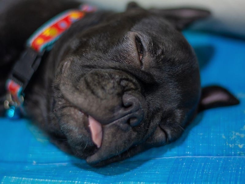 The French Bulldog is currently challenging the Labrador Retriever for the title of most popular dog breed in the UK. Their calm temperament makes them great companion dogs, while they'll also enjoy making new friends - both doggy and human - at the park.