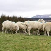 Concern raised over new figures showing low number of convictions in livestock worrying cases over the last year.