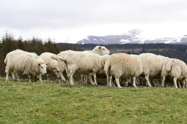 Concern raised over new figures showing low number of convictions in livestock worrying cases over the last year.