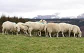 Concern raised over new figures showing low number of convictions in livestock worrying cases over the last year.