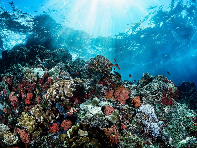 “The most single revelatory three minutes for me was the first time I put on scuba gear and dived on a coral reef. It’s just the unbelievable fact that you can move in three dimensions.”