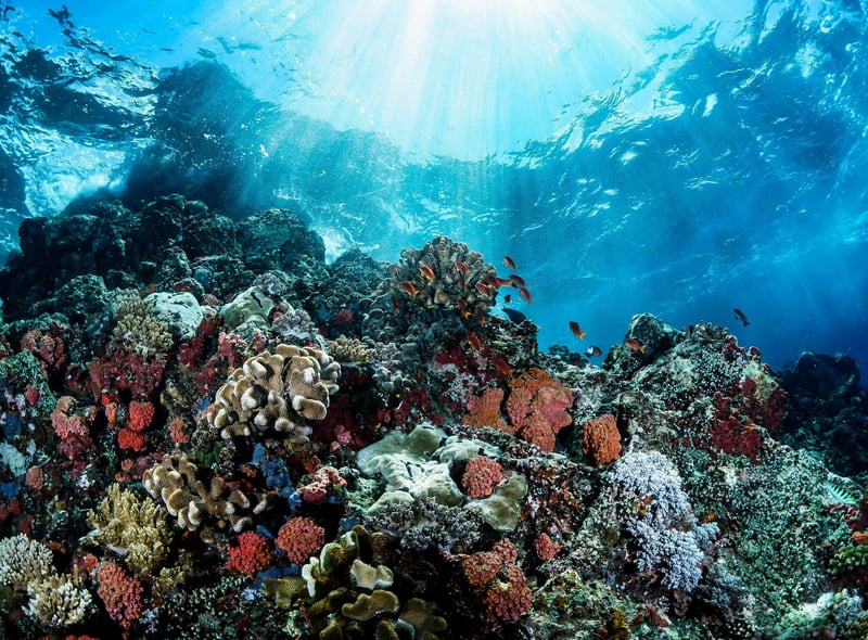 “The most single revelatory three minutes for me was the first time I put on scuba gear and dived on a coral reef. It’s just the unbelievable fact that you can move in three dimensions.”