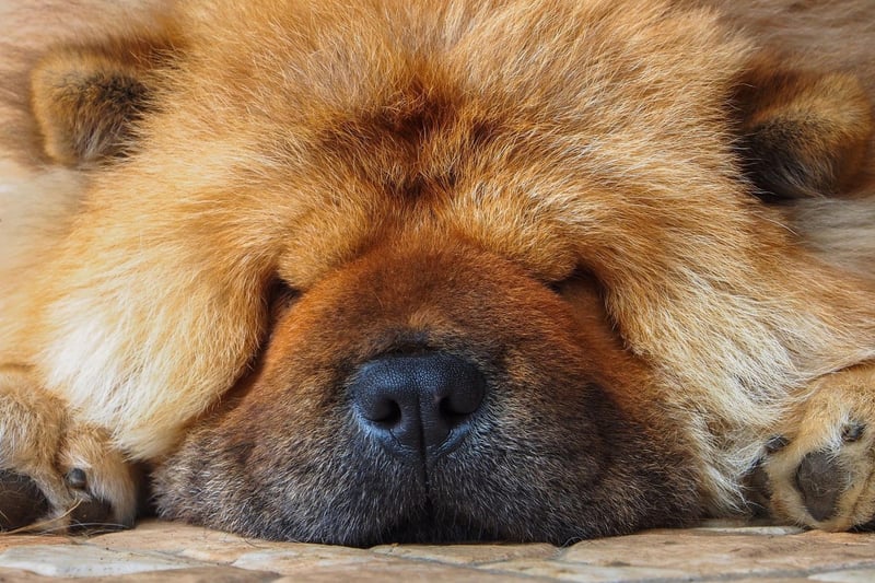 Famous for their friendly and wrinkly face, the Chow Chow is the perfect cuddly companion for a night in. They are also good dogs for people who have very busy routines, as they only require one walk per day to keep in shape and to socialise with fellow pooches. Moreover, they tend to be quite independent. This means that you do not need to stimulate them as much to keep them entertained.