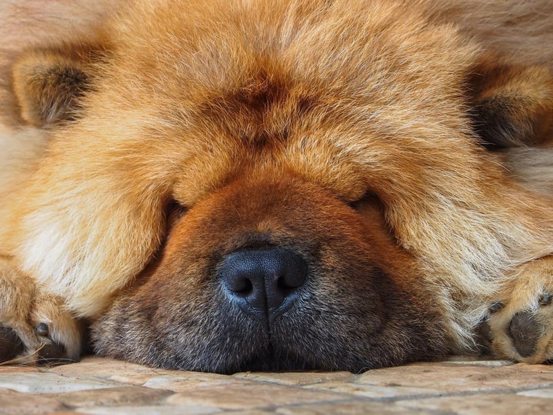 Famous for their friendly and wrinkly face, the Chow Chow is the perfect cuddly companion for a night in. They are also good dogs for people who have very busy routines, as they only require one walk per day to keep in shape and to socialise with fellow pooches. Moreover, they tend to be quite independent. This means that you do not need to stimulate them as much to keep them entertained.