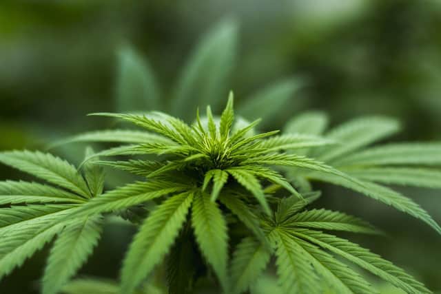 The cannabis cultivation was described as "significant"