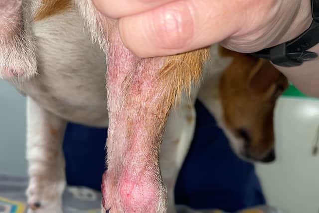 Ron's leg