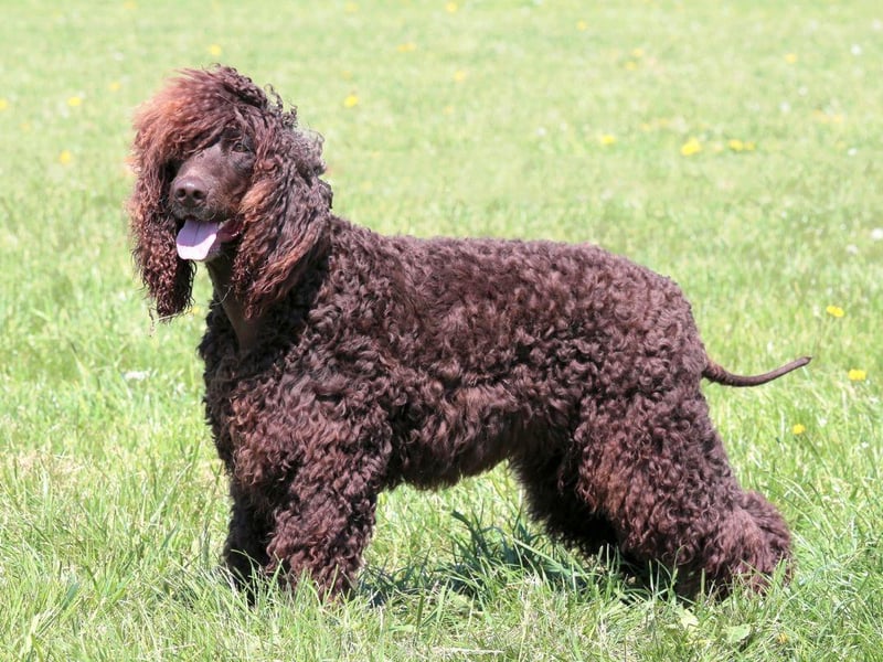 Holding the distinction of being the tallest of all the spaniels, the Irish Water Spaniel gots it's name from its native country and its love of water - which has been used to great use over the years by those hunting waterfowl. It's easy to tell them apart from their newer American counterparts due to the tuft of frizzy hair on the top of its head.