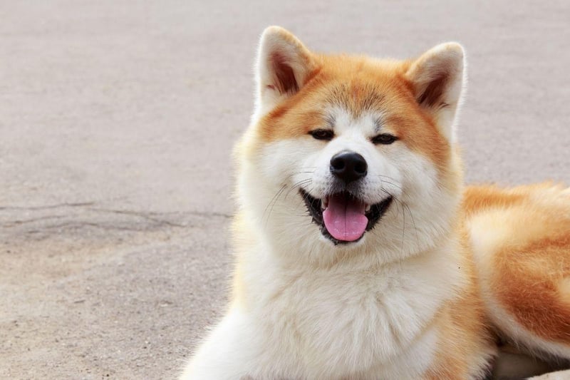 Topping the list of the most loyal dog is the Akita which are described by the American Kennel Club as being "profoundly loyal". One famous Japanese Akita, called Hachiko, continued to wait at a train station every day for 10 years after his owner's death, hoping he'd eventually return home.