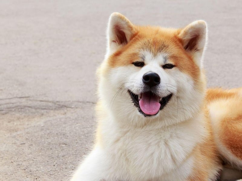 Topping the list of the most loyal dog is the Akita which are described by the American Kennel Club as being "profoundly loyal". One famous Japanese Akita, called Hachiko, continued to wait at a train station every day for 10 years after his owner's death, hoping he'd eventually return home.