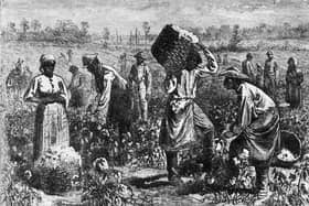 circa 1800:  Enslaved people picking cotton on a plantation.  (Photo by Hulton Archive/Getty Images)