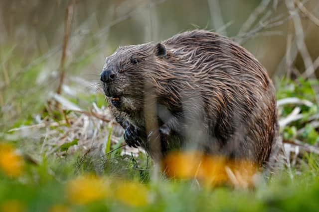 Calls have been made to reintroduce beavers. Picture: Shutterstock
