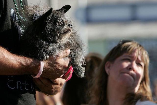 A dog named Munchkin is seen during the 18th annual World's Ugliest Dog competition in 2006.