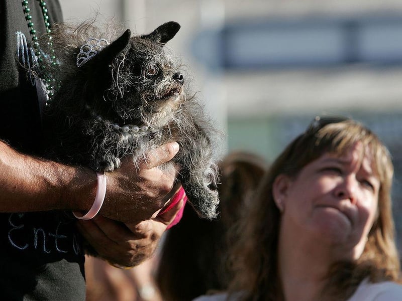A dog named Munchkin is seen during the 18th annual World's Ugliest Dog competition in 2006.