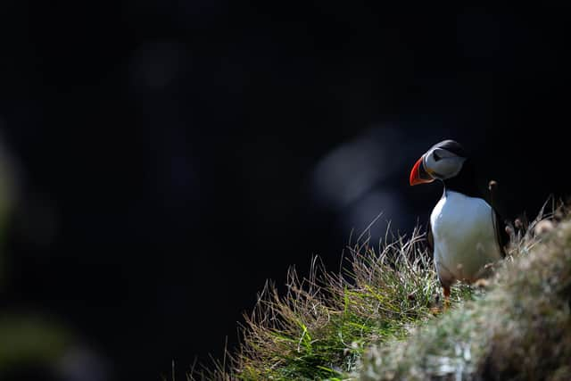 Puffin on Faroe