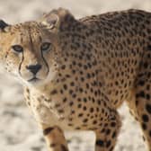 Five Sisters Zoo is the only place in Scotland where you can see magnificent cheetahs