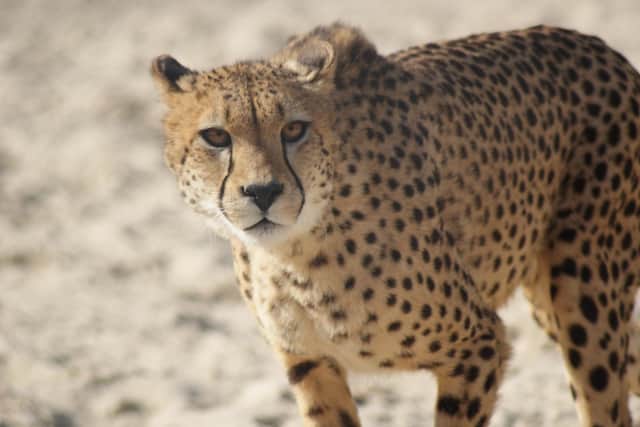 Five Sisters Zoo is the only place in Scotland where you can see magnificent cheetahs