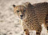 Five Sisters Zoo is the only place in Scotland where you can see magnificent cheetahs