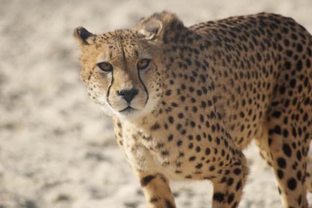 Cheetahs to be flown to India in attempt at reintroduction after 70 years |  The Scotsman