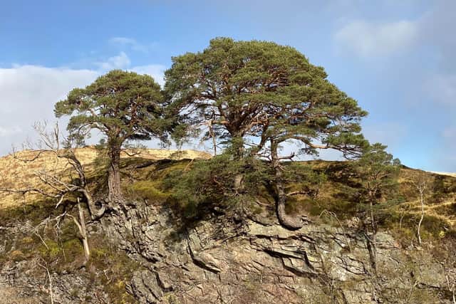 Caledonian pinewoods have an ancestry that can be traced back to the end of the last Ice Age