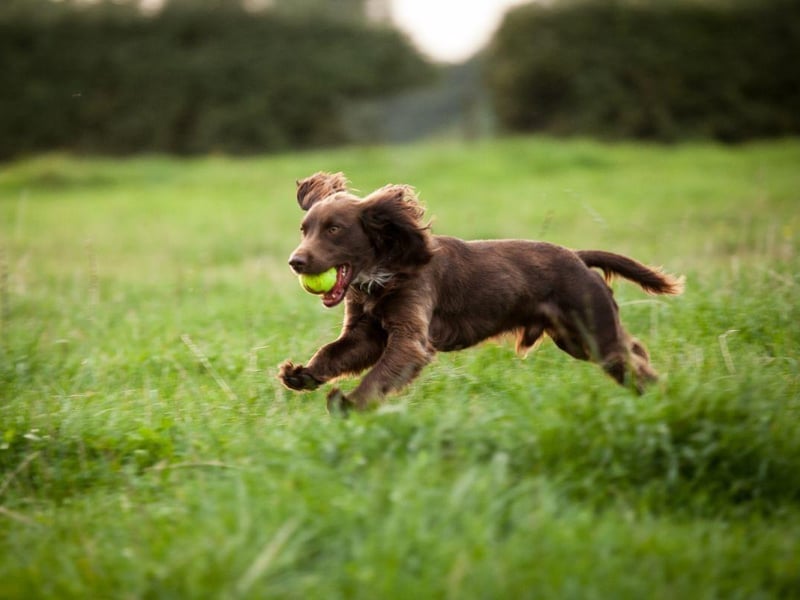 As yet not recognised by the UK Kennel Club, the Boykin Spaniel was developed for hunting wild turkeys and ducks in the Wateree River Swamp of South Carolina in the early 20th century. It is the state dog of South Carolina.