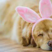 Keeping your pup clear of chocolate eggs this Easter is one of the biggest thing you can do to keep them happy and healthy.