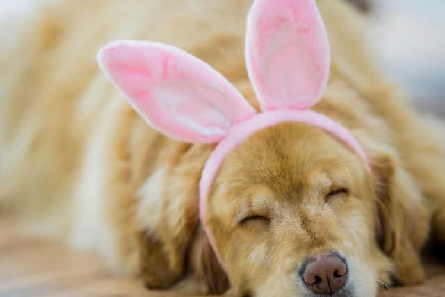 Keeping your pup clear of chocolate eggs this Easter is one of the biggest thing you can do to keep them happy and healthy.