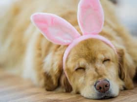 Keeping your pup clear of chocolate eggs this Easter is one of the biggest thing you can do to keep them happy and healthy.