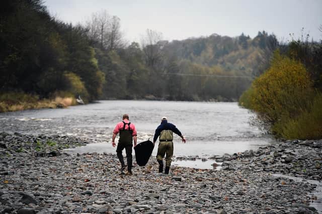 Low waters: Kenny Galt from the Tweed Foundation and Tommy Heard Water Bailiff for the river Tweed Commission, return tagged Salmon 
 (Photo by Jeff J Mitchell/Getty Images)