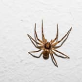 Scared of spiders? Brace yourself. Sex-crazed male spiders want to breed in warm UK homes this Autumn.