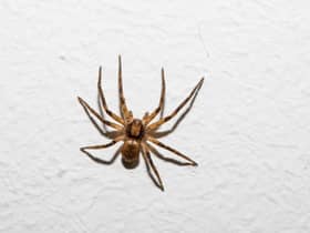Scared of spiders? Brace yourself. Sex-crazed male spiders want to breed in warm UK homes this Autumn.