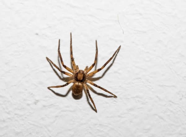 Scared of spiders? Brace yourself. Sex-crazed male spiders want to breed in warm UK homes this Autumn.