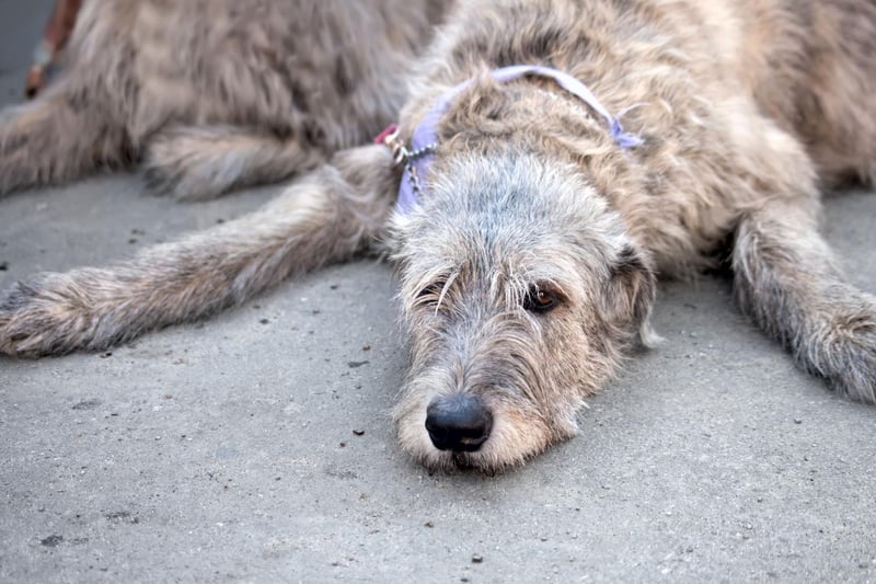 Often big dogs can make for the calmest of companions - with the Irish Wolfhound being a case in point. This breed is extremely intelligent, relaxed, and sensitive to the emotions of humans.