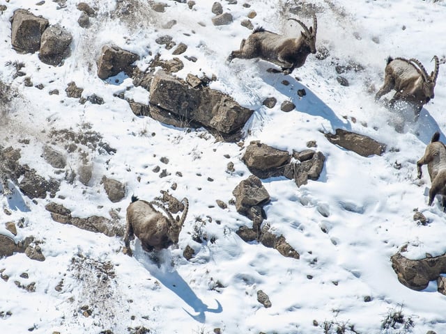 The great cliff chase by Anand Nambiar, winner of the Behaviour: Mammals category at the Wildlife Photographer of the Year competition.