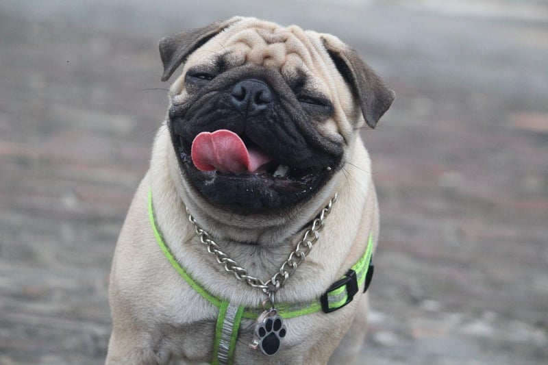 One of the smallest breeds to be particularly susceptible to hip dysplasia, the Pug tends to develop the condition quite early in life. Treatments for hip dysplasia include weight reduction, exercise restriction, physical therapy, joint supplements, anti-inflammatory medications and joint fluid modifiers.
