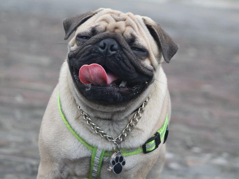 One of the smallest breeds to be particularly susceptible to hip dysplasia, the Pug tends to develop the condition quite early in life. Treatments for hip dysplasia include weight reduction, exercise restriction, physical therapy, joint supplements, anti-inflammatory medications and joint fluid modifiers.