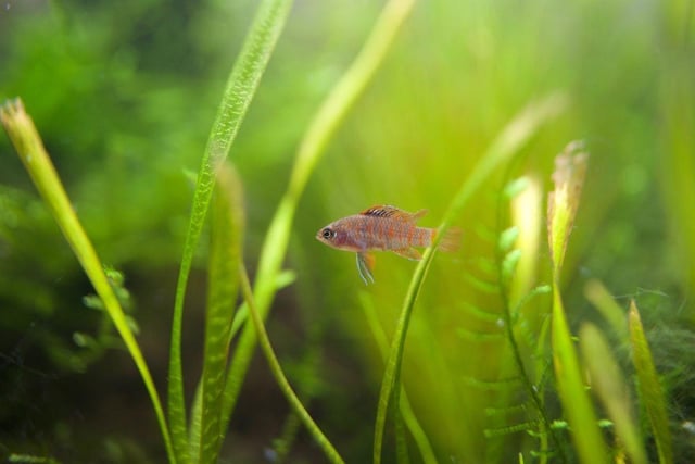 Another tiny nano fish, female Scarlet Badis barely reaches a single centimetre in length, with males only a little bigger, meaning a smaller tank will not be a problem. They can be fairly sensitive to changes in acidity, so regular ph tests are a must.
