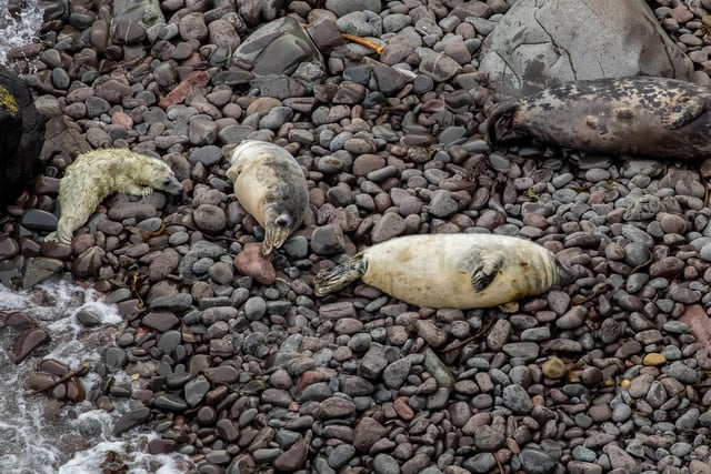 This is just 13 years after no seals were recorded on the remote beaches.