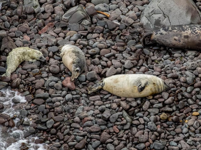This is just 13 years after no seals were recorded on the remote beaches.