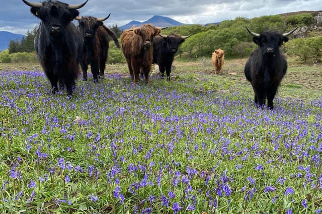 The new herd of Highland cows on Ulva. The community-owned island is seeking a farmer to help take it into a healthy, sustainable future. PIC: Rhuri Monro.