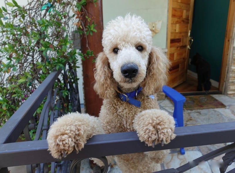 Perhaps the dog breed people think of first when imagining the perfect show pup, the Standard Poodle has five Westminster titles.