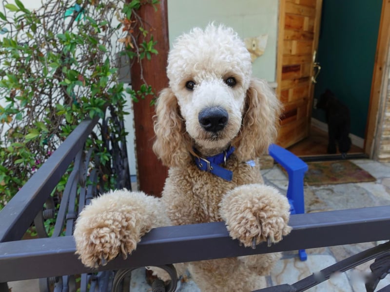 Perhaps the dog breed people think of first when imagining the perfect show pup, the Standard Poodle has five Westminster titles.
